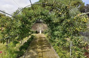 The Ramsey Walled Garden Apple Tunnel