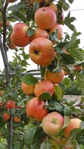 The Cottenham Seedling apple variety.